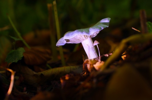 大人好听网名女生