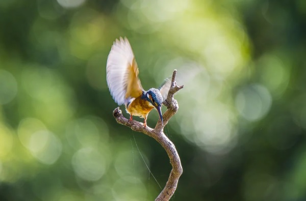 以兰起的好听网名