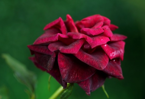 太单纯 好听的网名