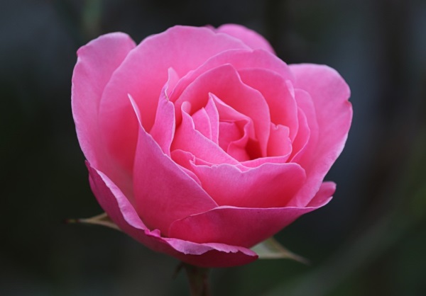 成人男生好听的网名英文