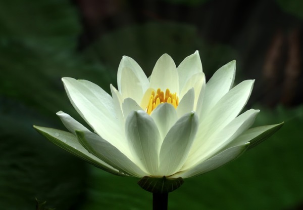 好听淡然的网名