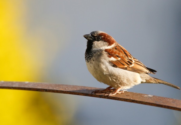 女网名的好听的