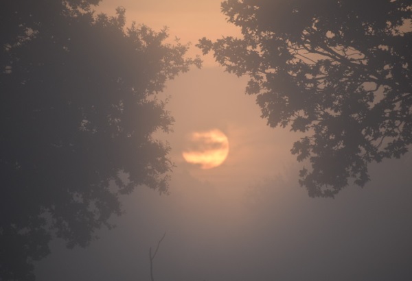 以菊花名好听的网名