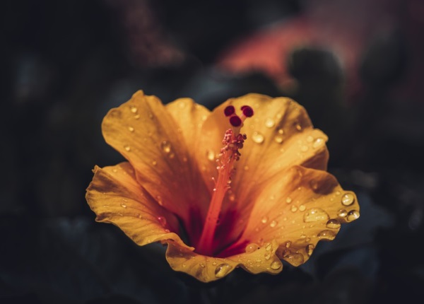 关于狗好听的网名