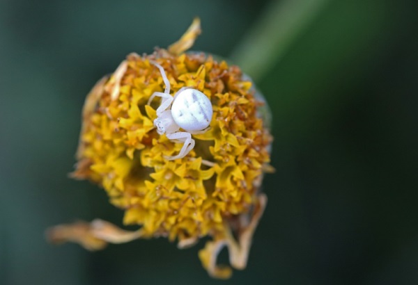 女生网名带半字好听