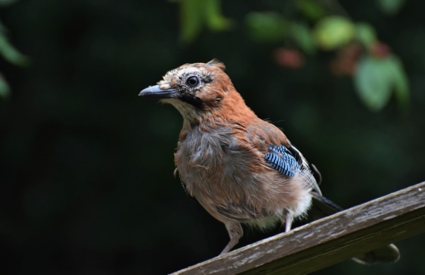 姓项好听的女生网名