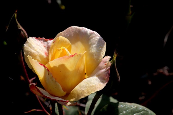 好听的带雨的网名