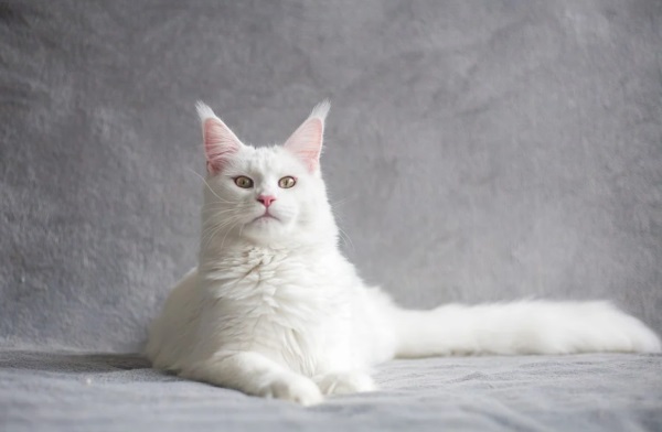 超长好听网名带符号