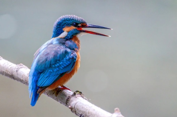 好听的女孩qq网名