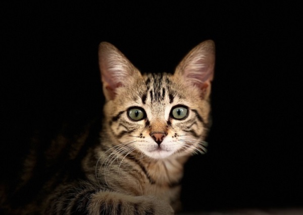 男生网名哪些姓好听