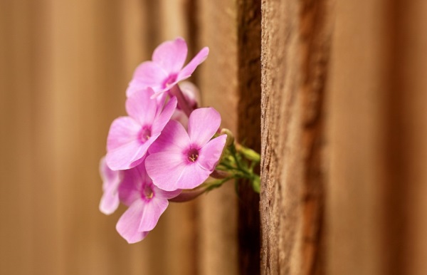 好听的女孩网名