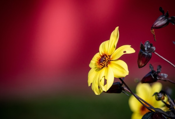 好听的樱花网名大全