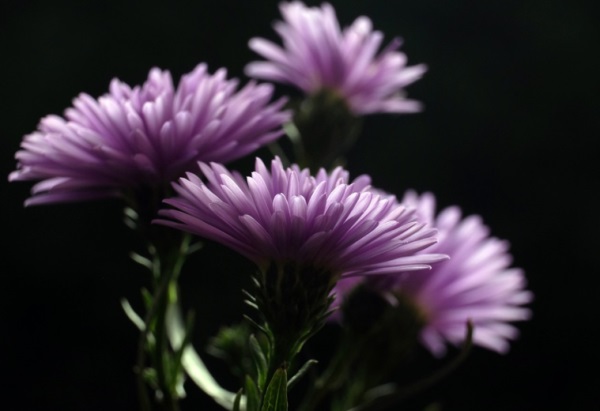 什么什么猪好听网名