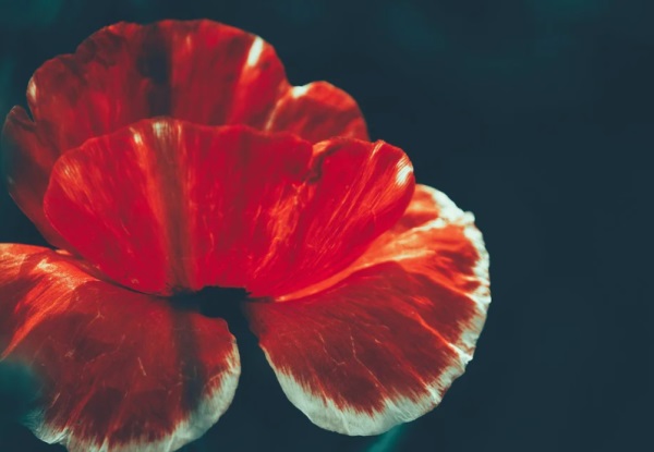 好听哥哥网名女生英文