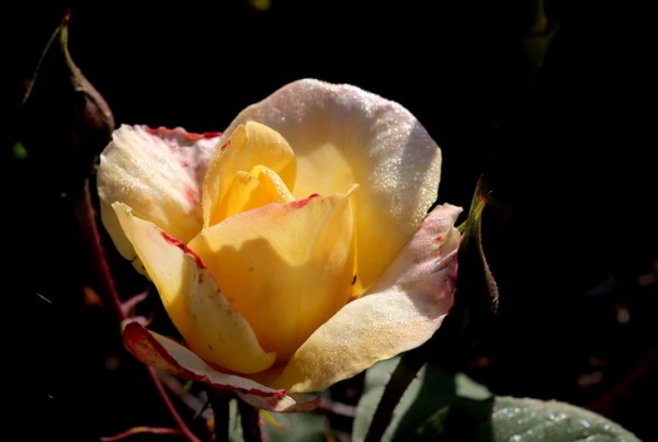 好听QQ英文网名男