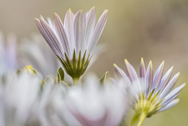 好听的跟马有关的网名