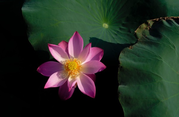 好听逗比的网名五个字