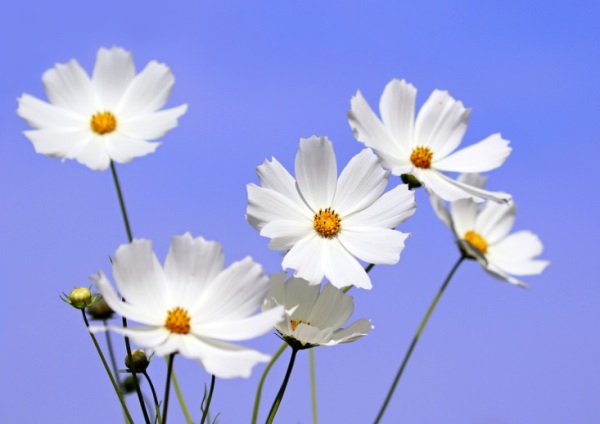 关于有梦想的好听网名