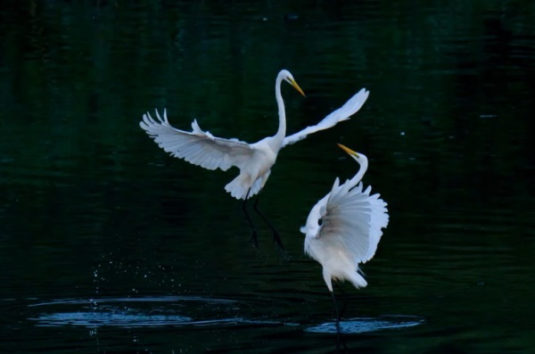 燕的网名好听名字大全