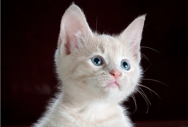 带铃的好听的网名