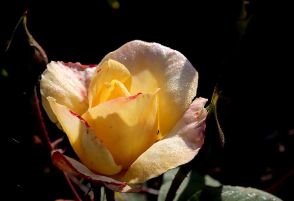 求好听的仙君网名