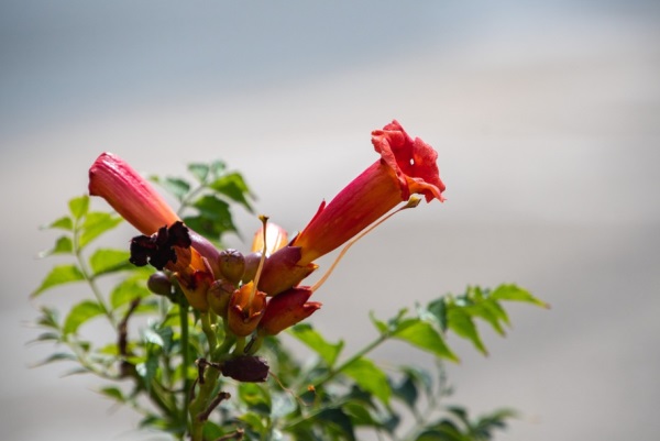 雪字好听网名女生