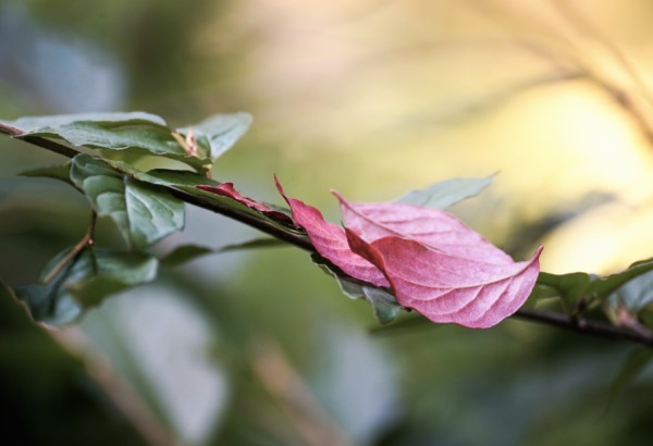 好听的炫舞女生名字网名