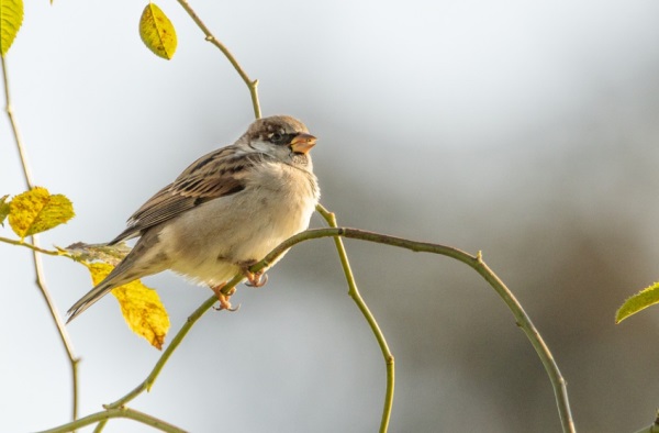 好听又有点悲伤的网名