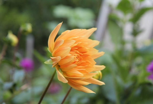 玫瑰花香这网名好听吗