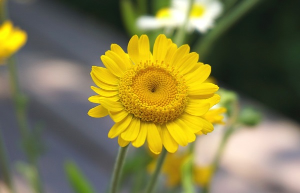 好听的文言文网名