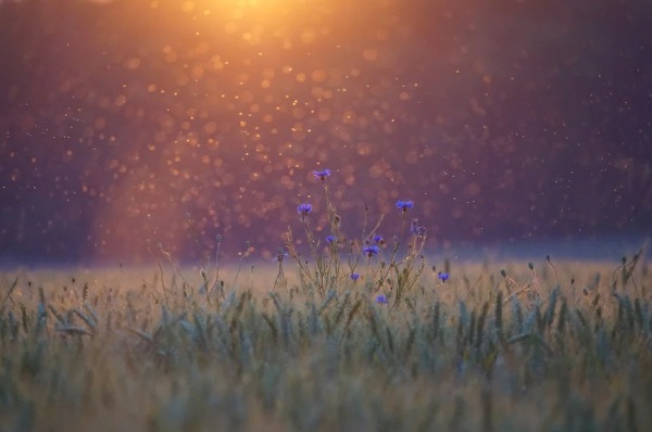 什么网名最好听的