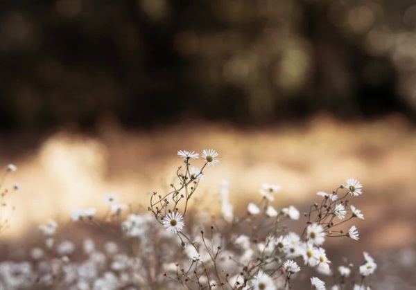 网名带世的比较好听