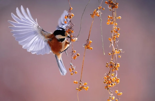 超好听的qq英文网名