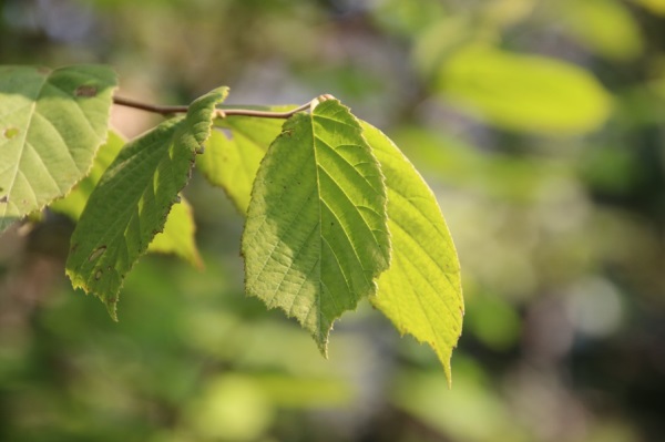 跟橙子好听网名大全