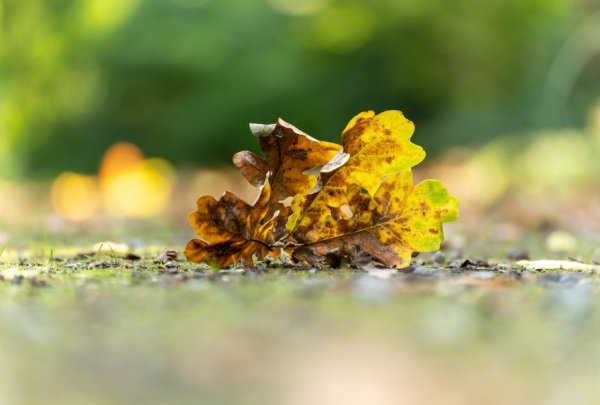 好听女生上网课网名