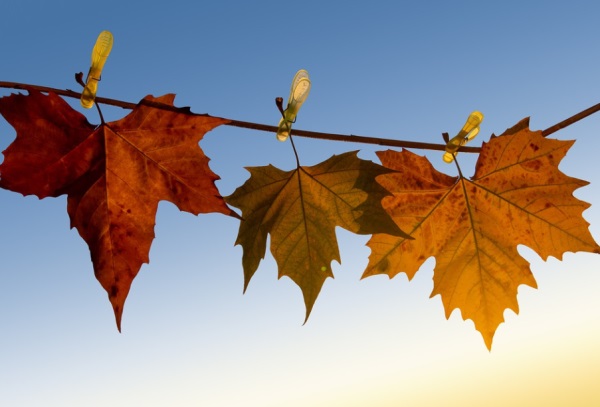 好听鱼的网名大全