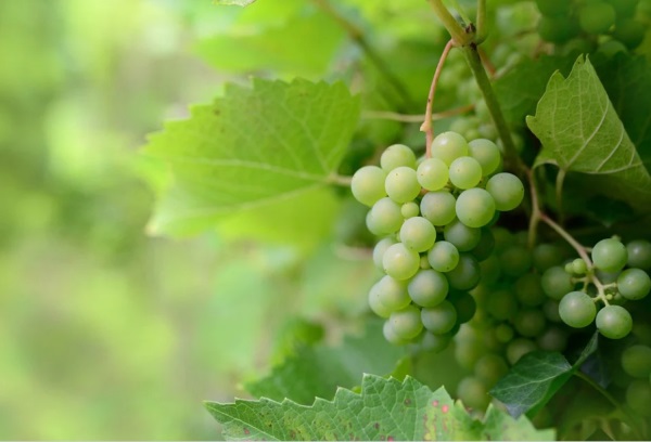 取什么网名好听男生