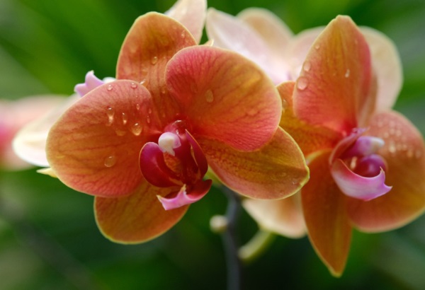 带冰的网名女生好听