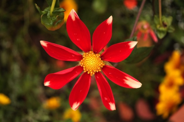 伯贤好听的网名