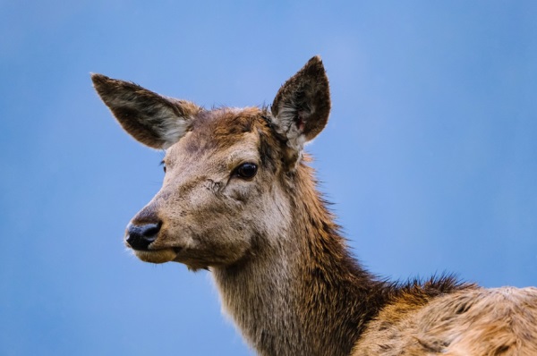 网名斗战胜佛怎么好听