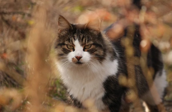 找个好听的网名大全