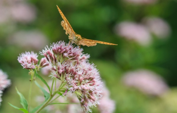 好听网名兜兜里有
