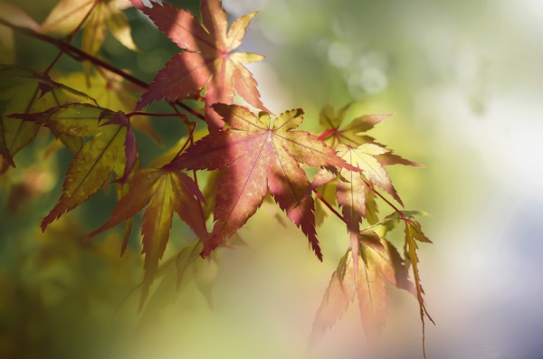 起个好听的战网名字
