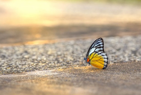 长的好听的网名