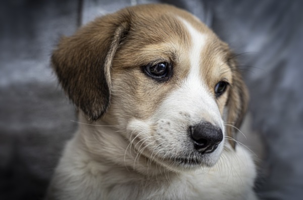 兔年男宝宝取名最佳用字大全