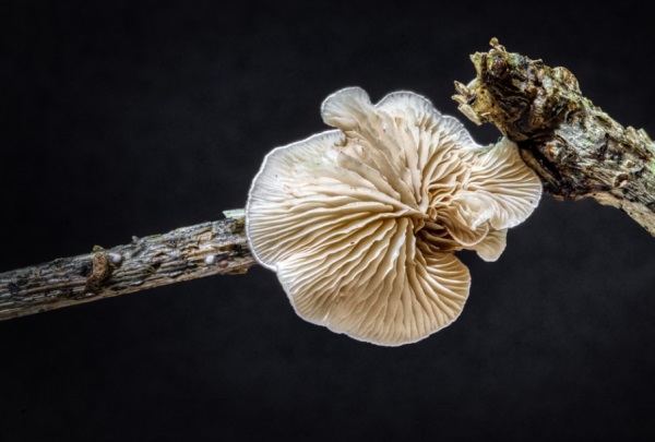 羊宝宝小名大全