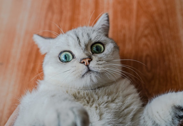 属龙的小名洋气点的