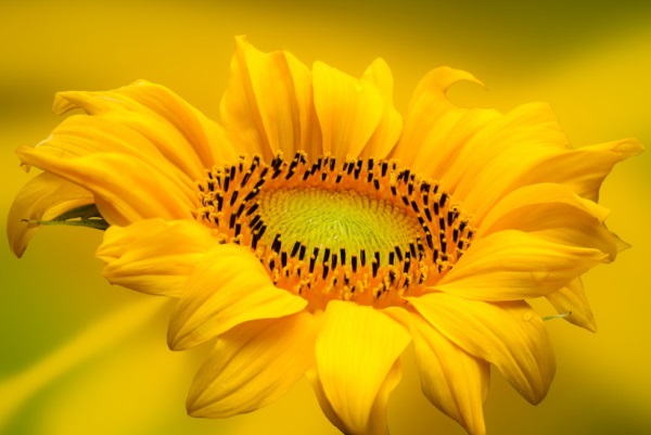 女孩的名字带点诗意