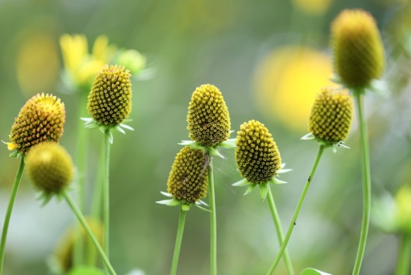 诗经取女孩名字：出自【诗经】女孩名字优雅