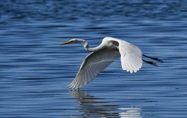 温文尔雅、才华横溢的男宝宝起名